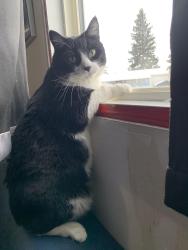 Lost Female Cat last seen Devon’ Lions Campground in Alberta, Devon, AB T9G 1N5
