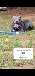 Reunited Male Dog last seen Underwood dr, Conyers, GA 30013