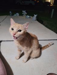 Found/Stray Female Cat last seen Mission del lago neighborhood, San Antonio, TX 78221