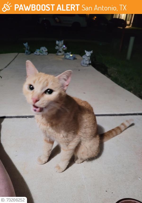 Found/Stray Female Cat last seen Mission del lago neighborhood, San Antonio, TX 78221