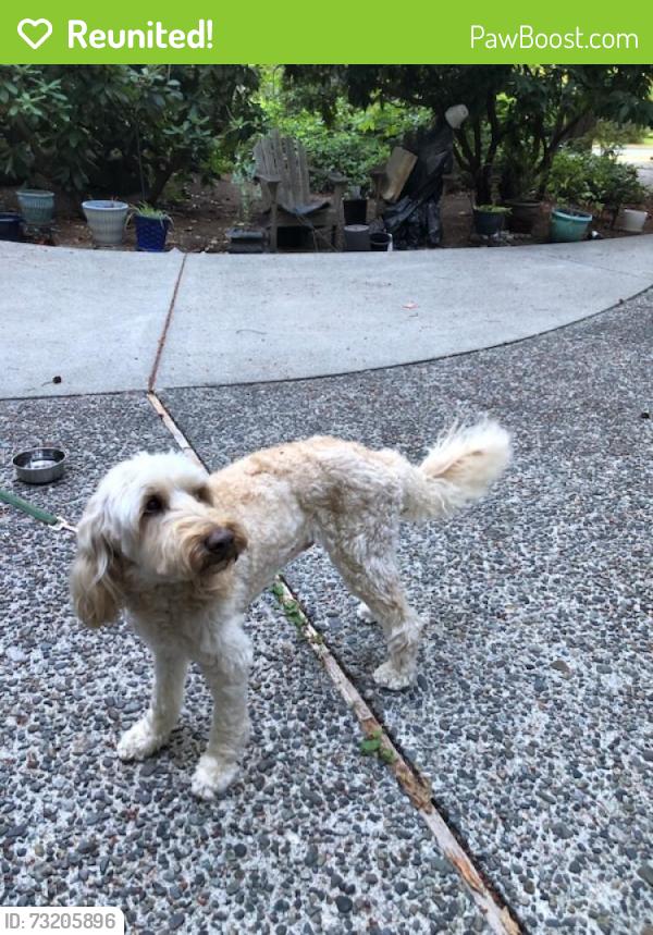 Reunited Male Dog last seen 130th Ave NE & NE 28th St Bellevue WA, Kirkland, WA 98007