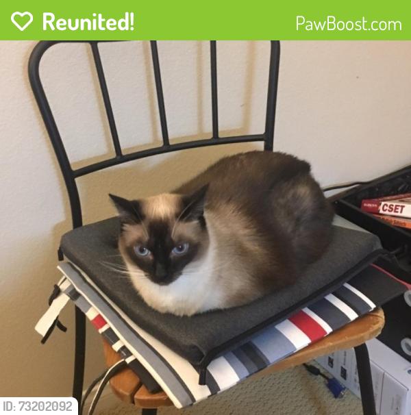 Reunited Female Cat last seen Belfast, Irvine, CA 92620