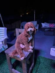 Reunited Female Dog last seen Near Outpost Dr, Corpus Christi, TX 78410, USA, Corpus Christi, TX 78410