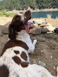 Lost Male Dog last seen Corona Ave, Medford, OR 97504