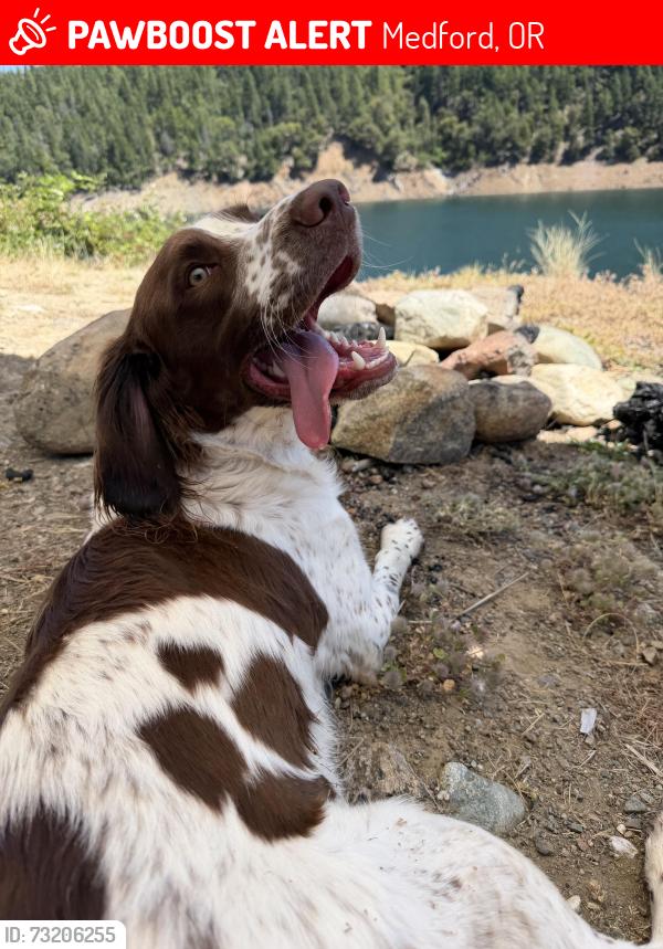 Lost Male Dog last seen Corona Ave, Medford, OR 97504