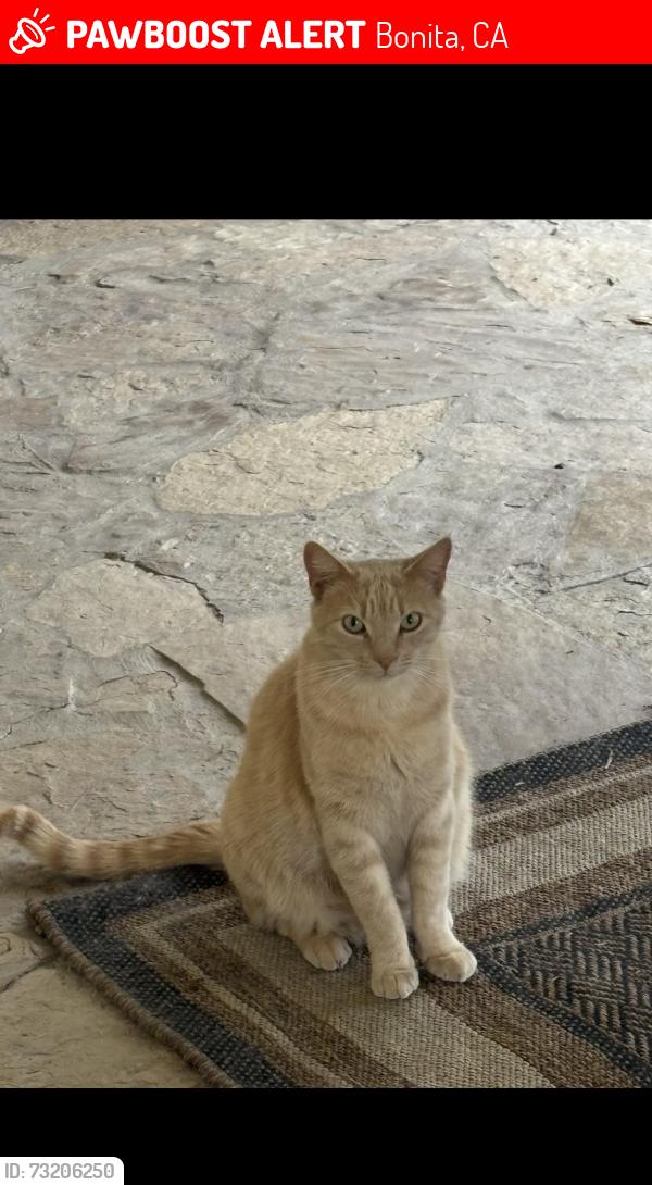 Lost Male Cat last seen Robinwood Rd, Bonita, CA 91902