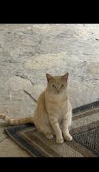 Lost Male Cat last seen Robinwood Rd, Bonita, CA 91902