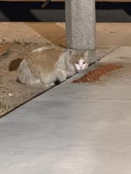 Found/Stray Unknown Cat last seen In between evergem avenue and park forest ct, Palmdale, CA 93552