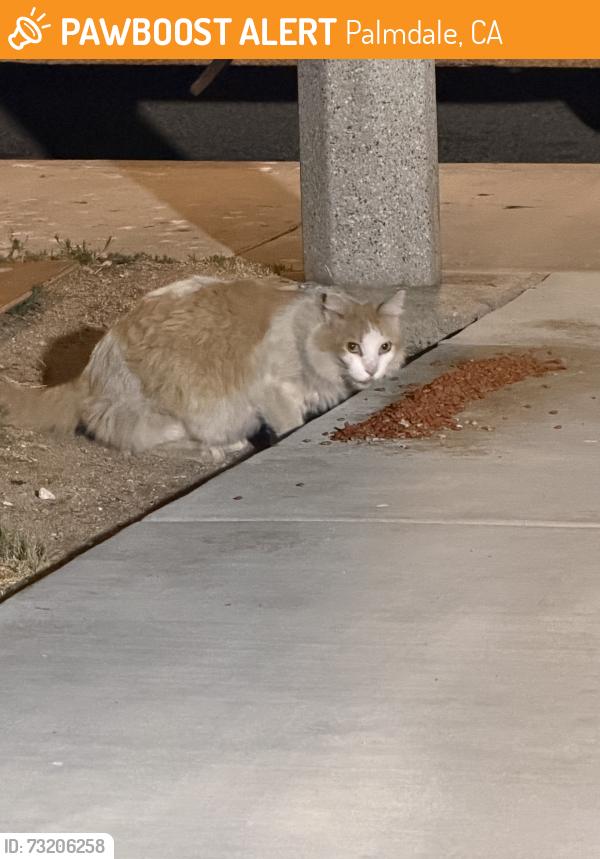 Found/Stray Unknown Cat last seen In between evergem avenue and park forest ct, Palmdale, CA 93552