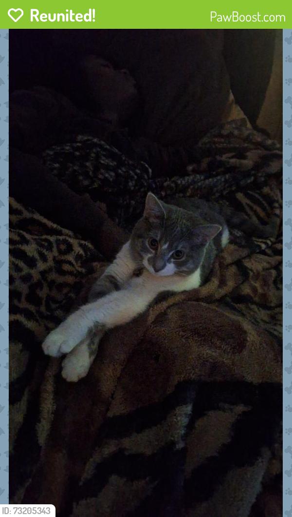Reunited Female Cat last seen Lehigh & Yosemite, Denver, CO 80237