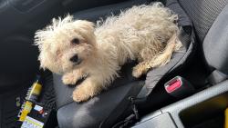 Lost Female Dog last seen Near home run rd, Kissimmee, FL 34741