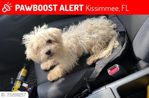 Lost Female Dog last seen Near home run rd, Kissimmee, FL 34741