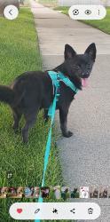 Reunited Male Dog last seen Near S 4100 W, West Valley City, UT 84120