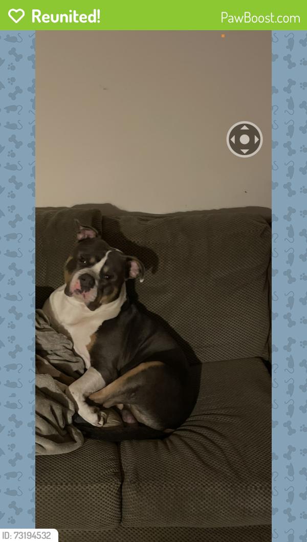 Reunited Male Dog last seen waters edge apt south military hwy, Norfolk, VA 23502