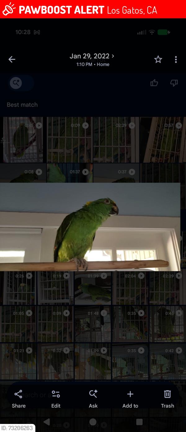 Lost Female Bird last seen Aldercroft Heights, Los Gatos, CA 95036