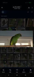 Lost Female Bird last seen Aldercroft Heights, Los Gatos, CA 95036