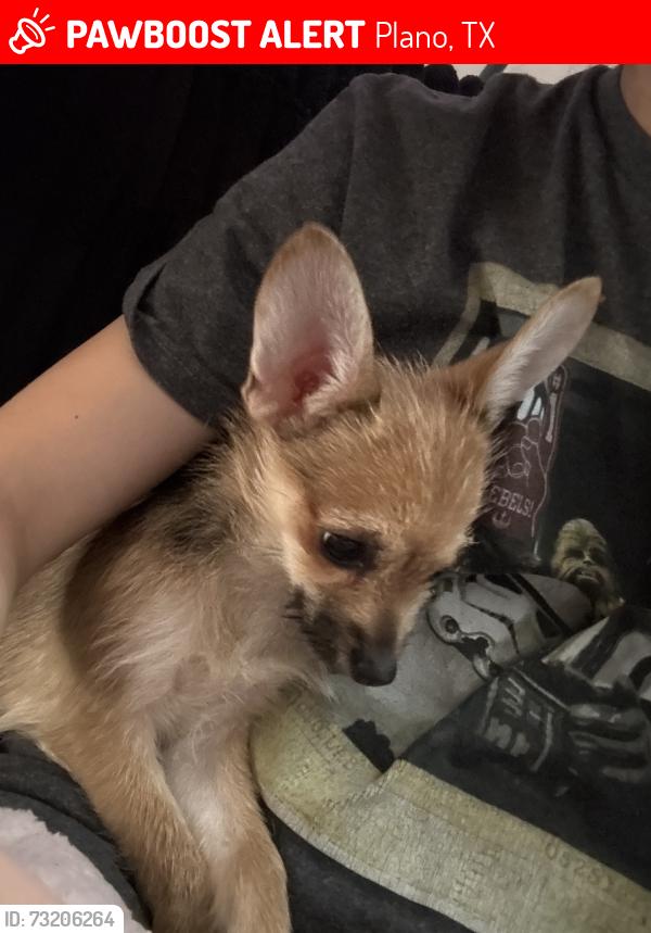 Lost Male Dog last seen Plano tx cumberland trl, Plano, TX 75023