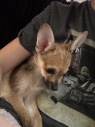 Lost Male Dog last seen Plano tx cumberland trl, Plano, TX 75023
