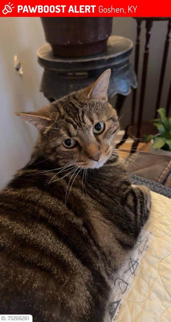 Lost Male Cat last seen creasy mayhan, Goshen, KY 40026