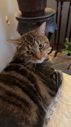 Lost Male Cat last seen creasy mayhan, Goshen, KY 40026
