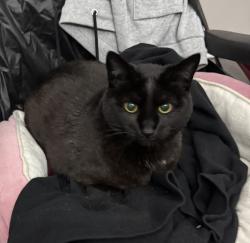 Reunited Female Cat last seen The Cassidy at Western Hills apmts, Fort Worth, TX 76116