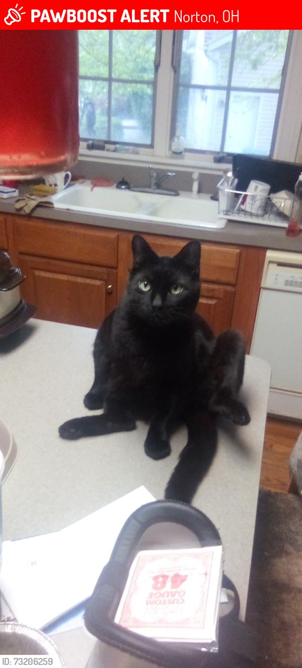 Lost Male Cat last seen Mt Vernon Blvd & Durham, Norton, OH 44203