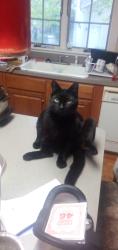 Lost Male Cat last seen Mt Vernon Blvd & Durham, Norton, OH 44203
