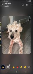 Lost Male Dog last seen Near blue mountain st, Coquitlam, BC V3J 4T1