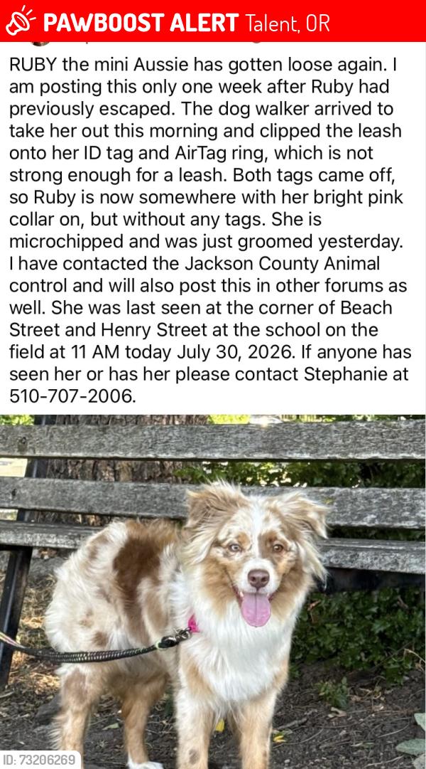 Lost Female Dog last seen Hwy 99 south near w valley view, Talent, OR 97540