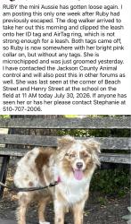 Lost Female Dog last seen Hwy 99 south near w valley view, Talent, OR 97540