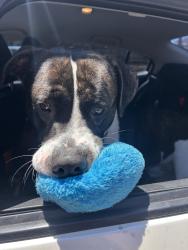 Shelter Stray Male Dog last seen Near Santar Place, San Marcos, CA, 92069, Escondido, CA 92027, USA