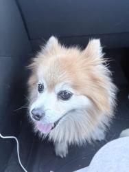 Reunited Male Dog last seen Grandview Dr W, University Place, WA 98466
