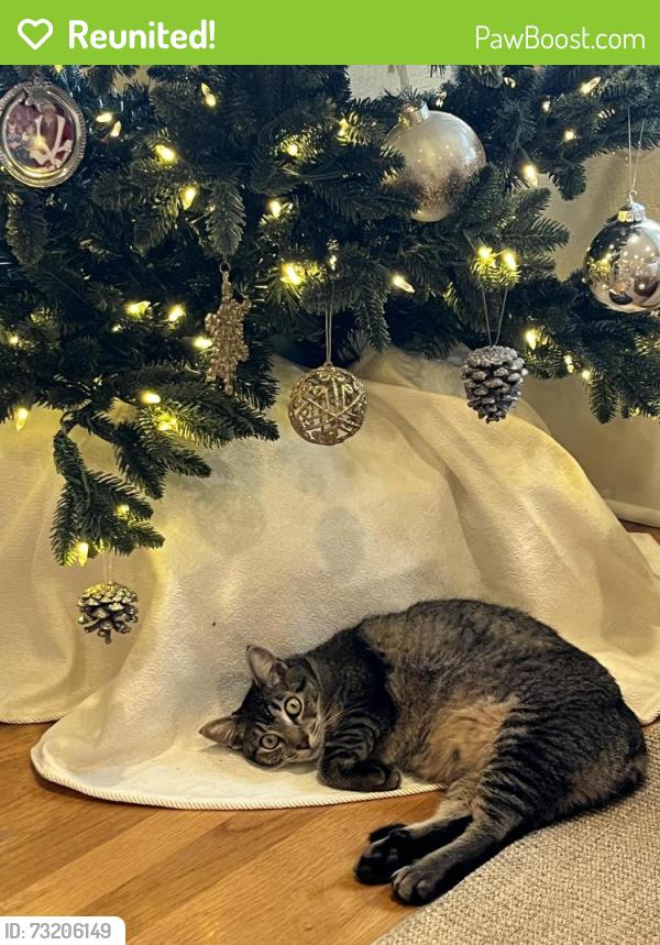 Reunited Female Cat last seen 19th and Warner by UPS campus, Tacoma, WA 98406