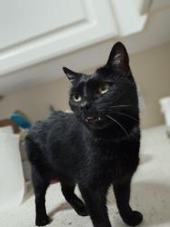 Reunited Male Cat last seen Marina Towers, Camp Pendleton, Oceanside, CA 92054
