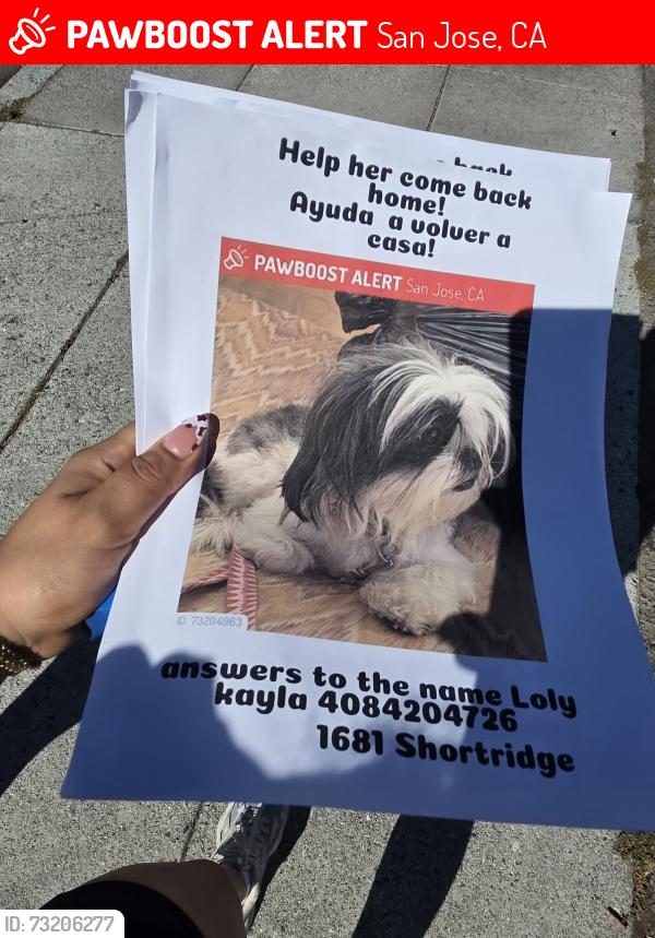Lost Female Dog last seen Near shortridge ave, San Jose, CA 95116