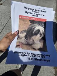 Lost Female Dog last seen Near shortridge ave, San Jose, CA 95116