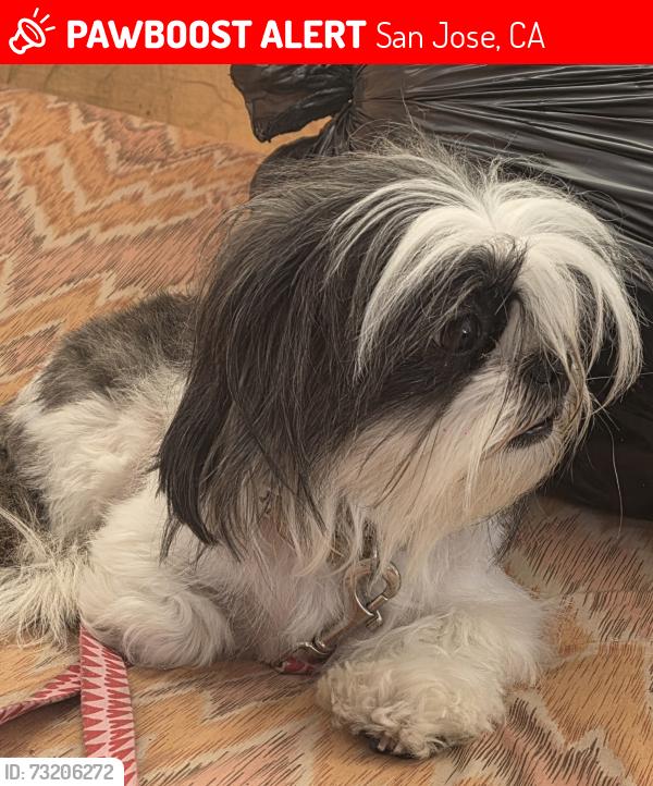 Lost Female Dog last seen Near shortridge, San Jose, CA 95116