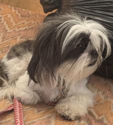 Lost Female Dog last seen Near shortridge, San Jose, CA 95116