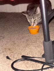 Reunited Male Cat last seen Near Hillside Oaks Dr, Fort Wayne Indiana 46818, Fort Wayne, IN 46818