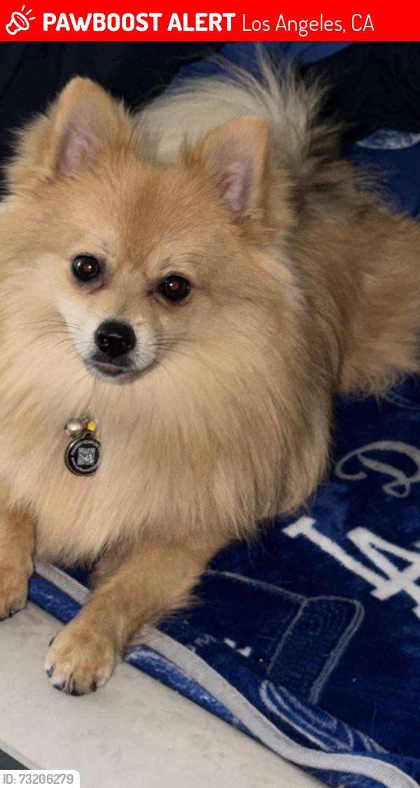 Lost Male Dog last seen Near western av, Los Angeles, CA 90047
