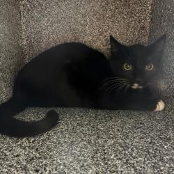 Shelter Stray Male Cat last seen , 361 S Raymond Ave, Pasadena, CA 91105, USA