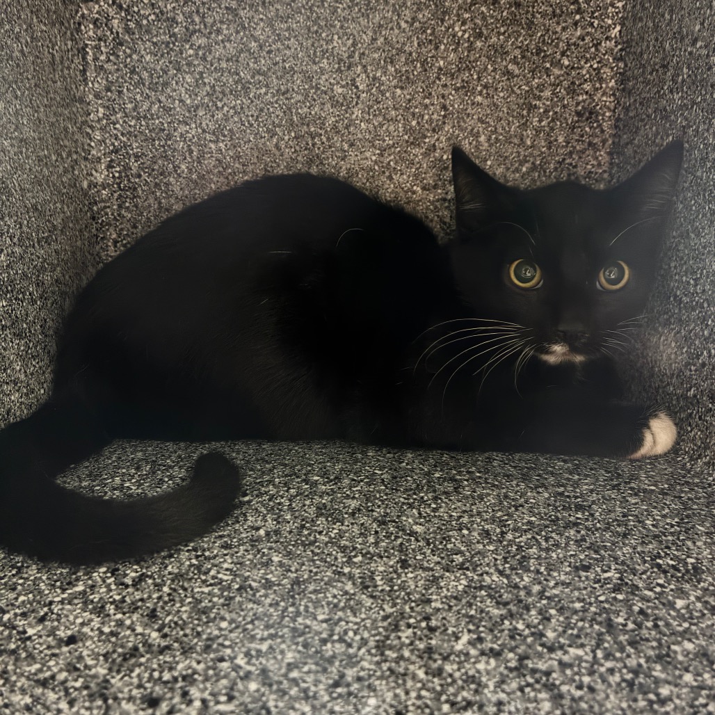 Shelter Stray Male Cat last seen , 361 S Raymond Ave, Pasadena, CA 91105, USA