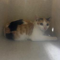 Shelter Stray Female Cat last seen , 361 S Raymond Ave, Pasadena, CA 91105, USA