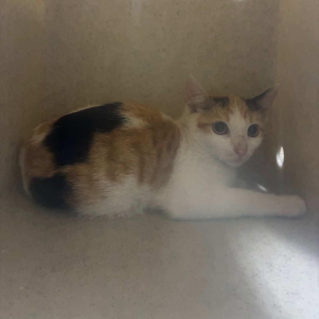 Shelter Stray Female Cat last seen , 361 S Raymond Ave, Pasadena, CA 91105, USA