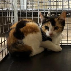 Shelter Stray Female Cat last seen , 361 S Raymond Ave, Pasadena, CA 91105, USA