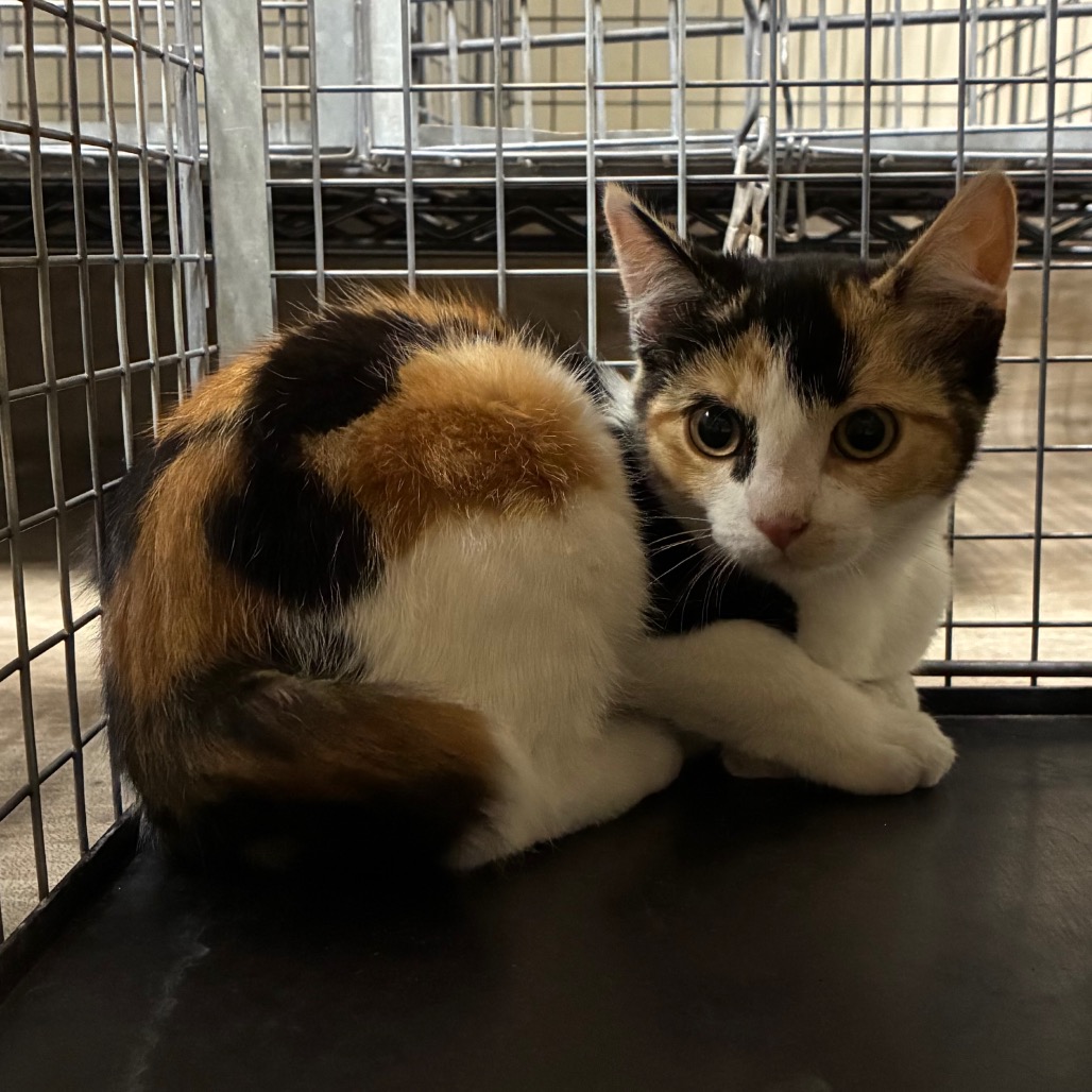 Shelter Stray Female Cat last seen , 361 S Raymond Ave, Pasadena, CA 91105, USA