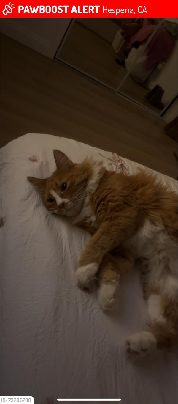 Lost Female Cat last seen Ninth ave hesperia ca, Hesperia, CA 92345