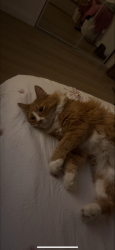 Lost Female Cat last seen Ninth ave hesperia ca, Hesperia, CA 92345