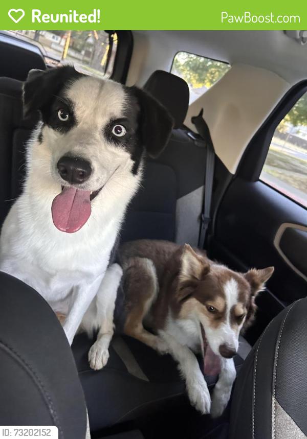 Reunited Female Dog last seen Rosenberg orangeburg, Modesto, CA 95350