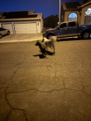 Found/Stray Unknown Dog last seen tree line, Sunrise Manor, NV 89142